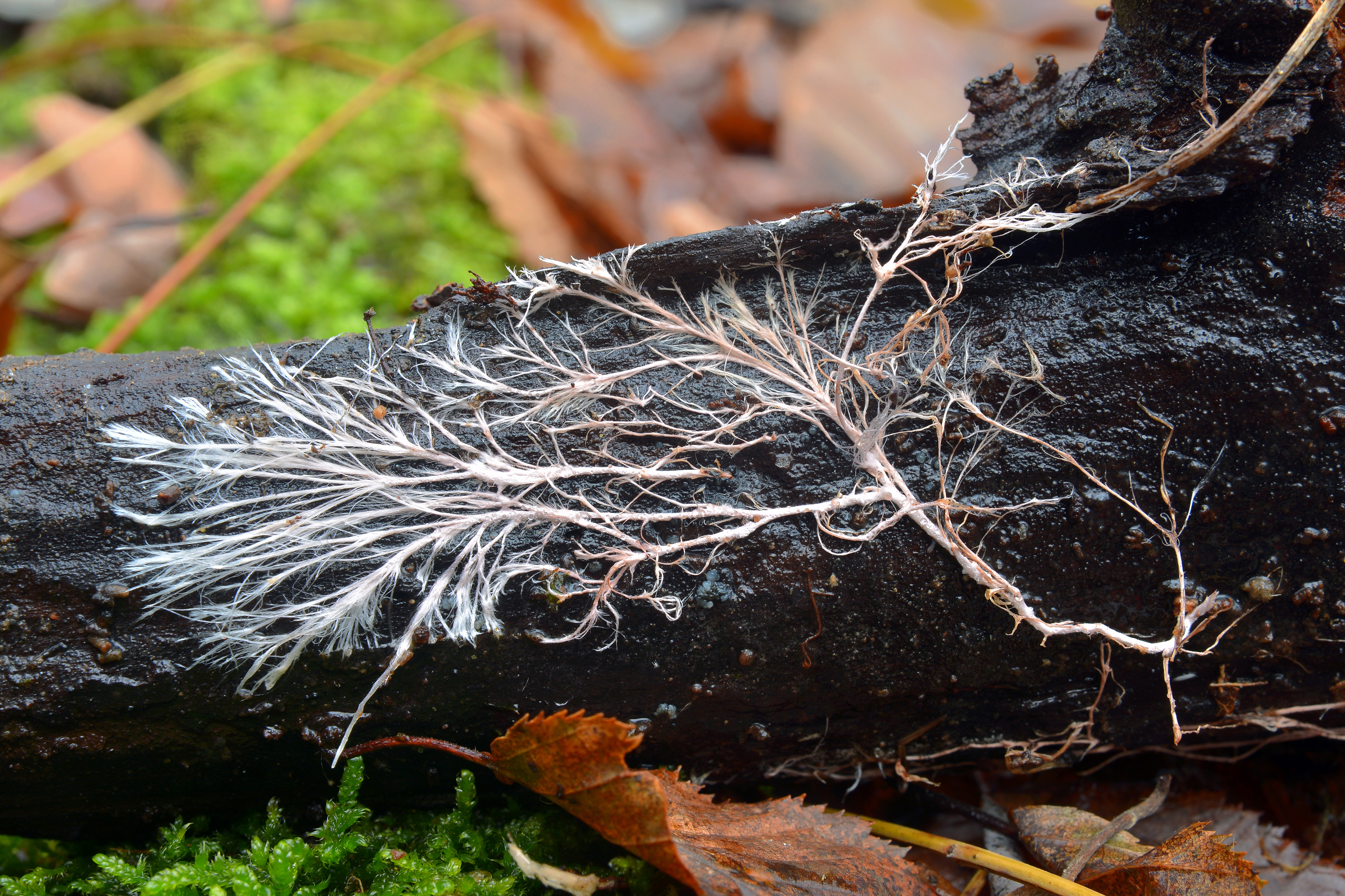 Mycelial network on decaying wood — a metaphor for invisible interconnected systems