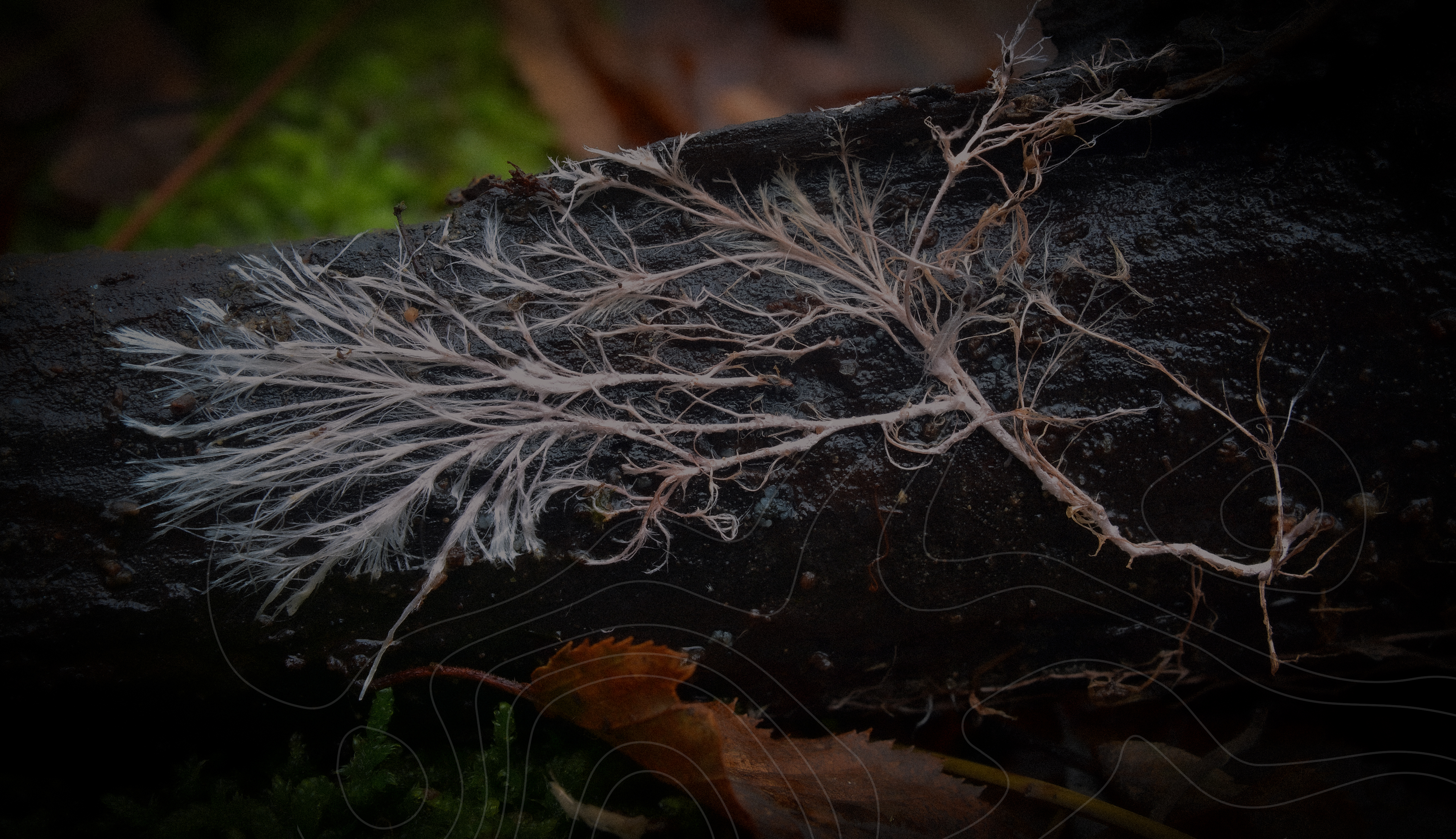 Mycelial network on decaying wood — a metaphor for invisible interconnected systems