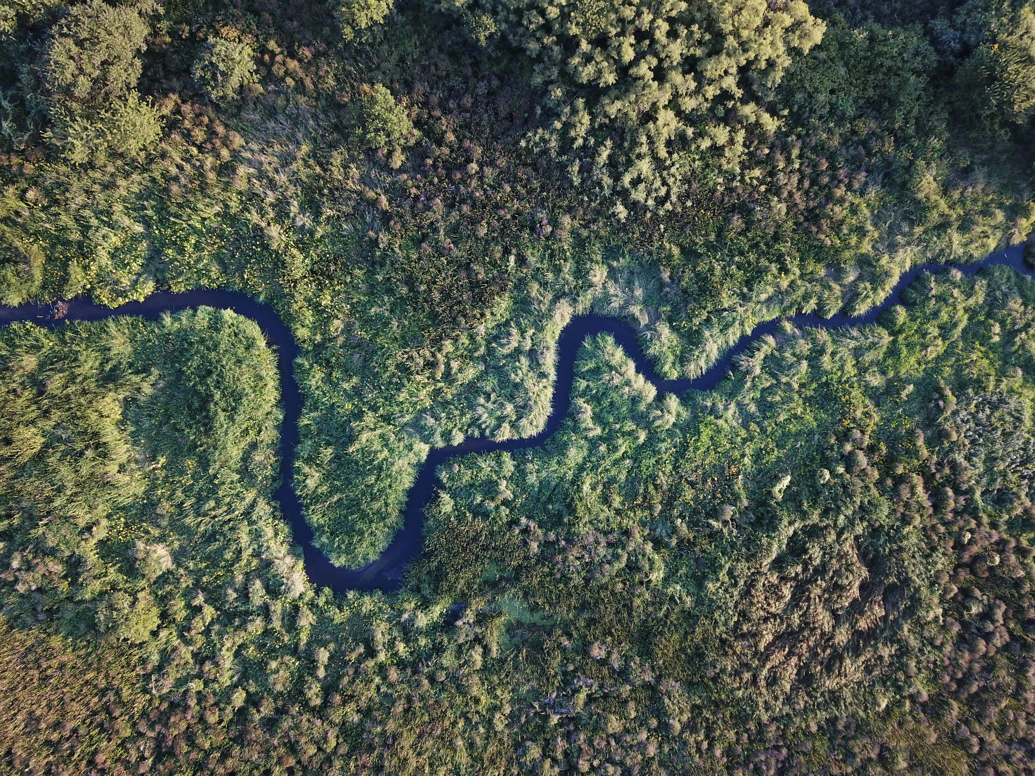 Aerial view of a river winding through lush green forest — a thriving living system