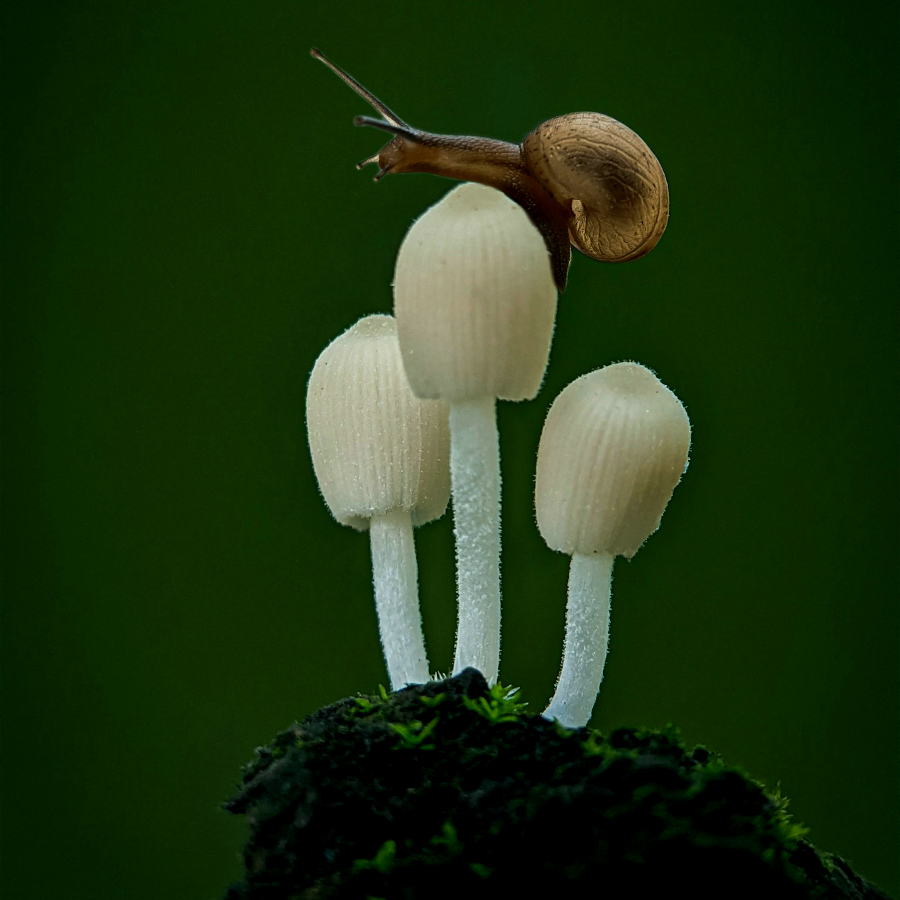 Close-up of snail balancing on a delicate mushroom — a metaphor for systemic growth